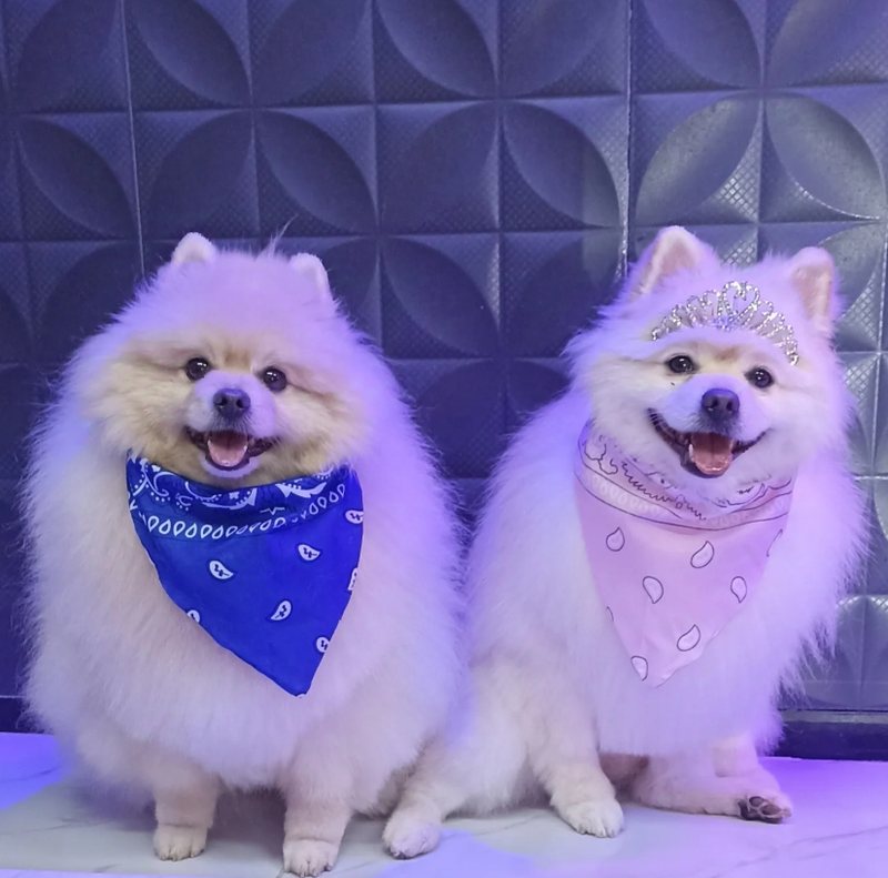 Spitz Alemão com tiara de princesa e bandanas