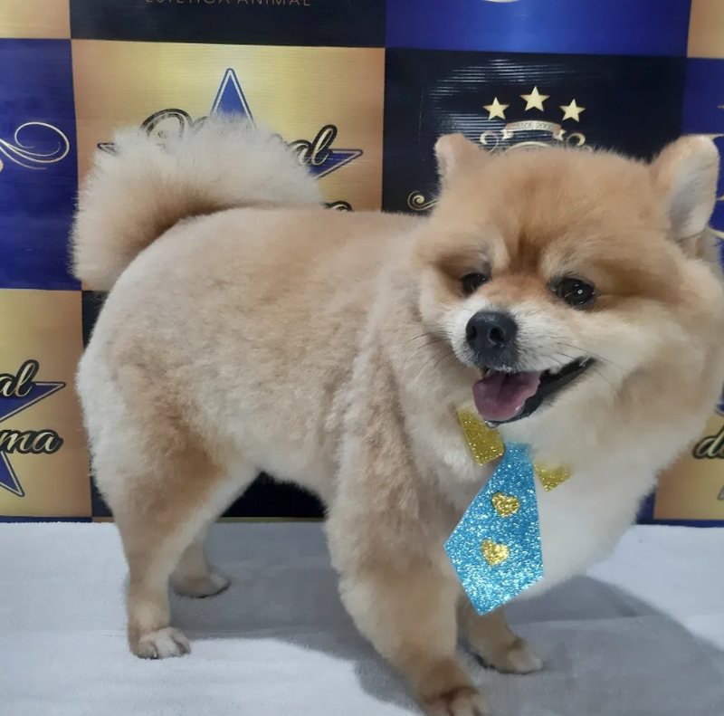 Spitz Alemão com tosa e gravata no painel oficial Lúcio Rosa