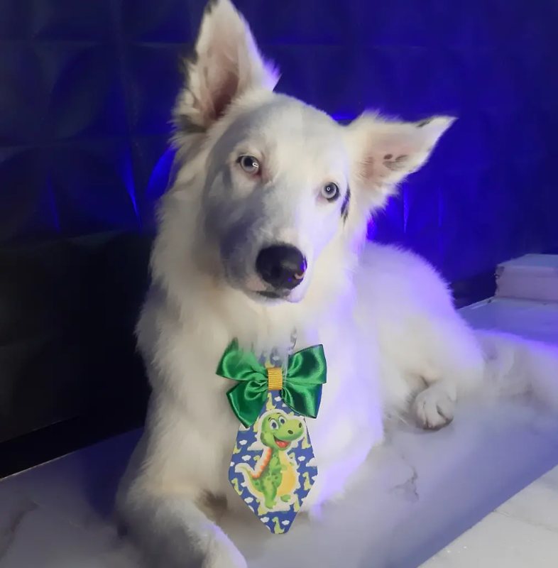 Cão branco de pelagem brilhante e gravata estilizada