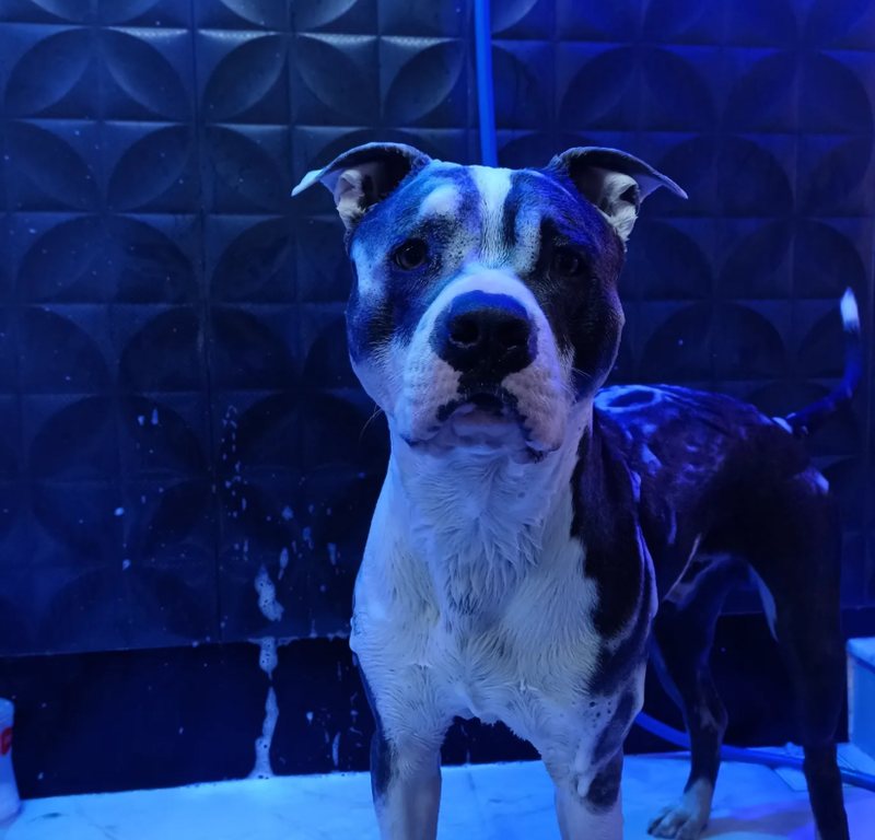 Cão tranquilo e relaxado tomando banho no SPA