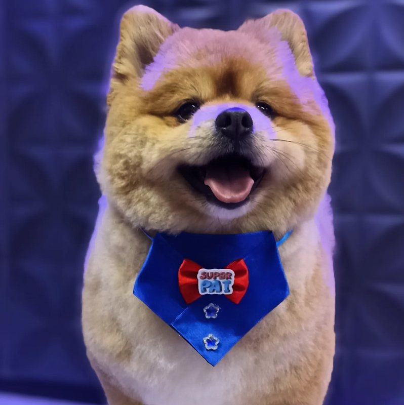 Spitz Alemão com tosa arredondada e bandana Super Pet